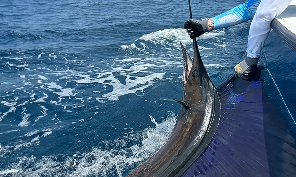 Offshore Fishing Charter Jaco Offshore Fishing Charter Jaco