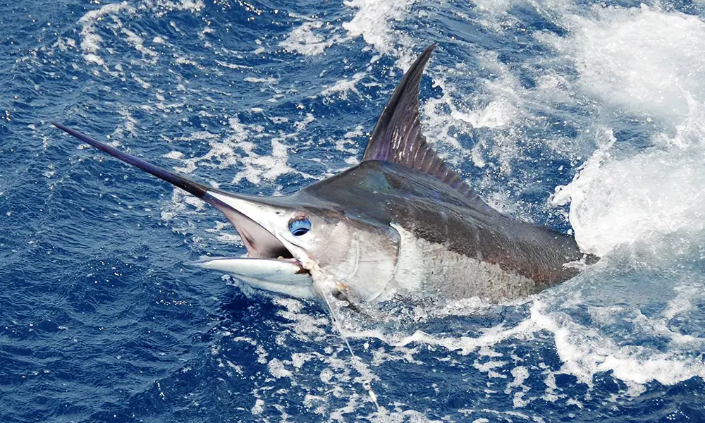 Offshore Fishing Charter Jaco Offshore Fishing Charter Jaco