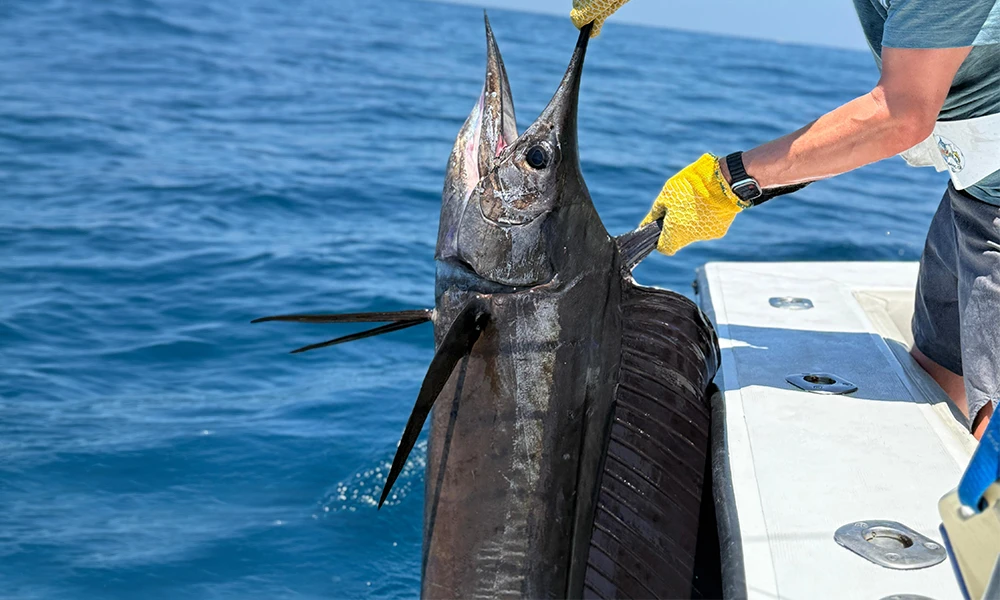 Offshore Fishing Charter Jaco Offshore Fishing Charter Jaco