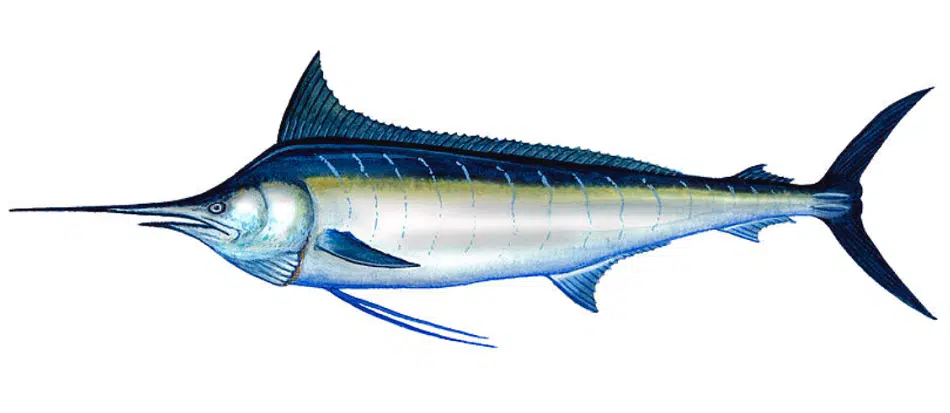 Marlin Marlin