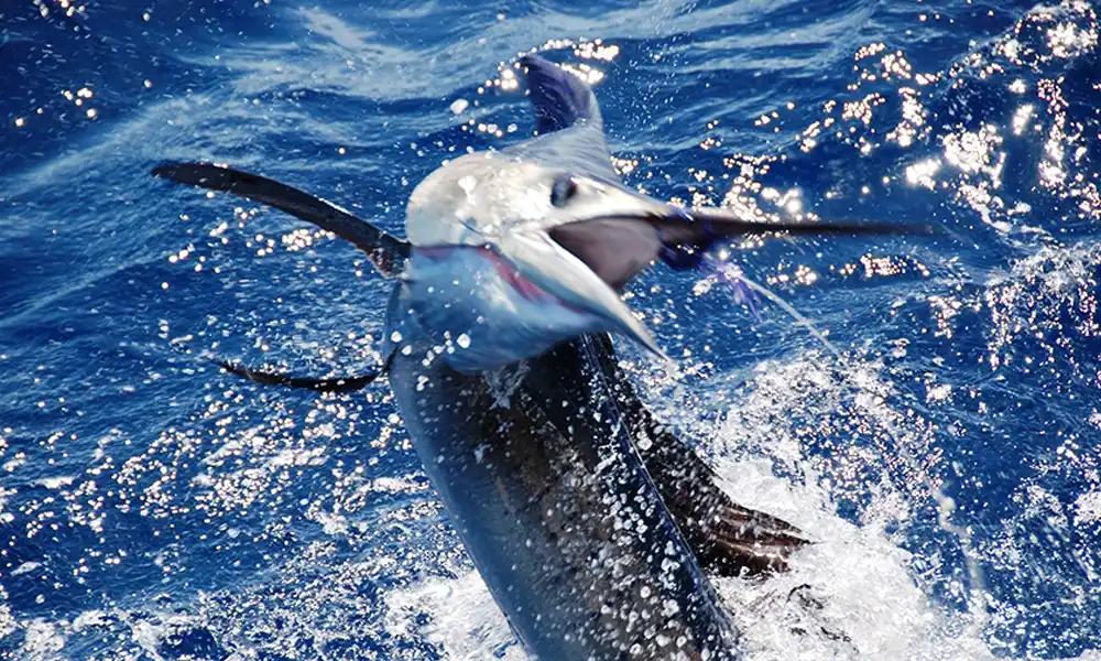 Marlin Fishing Jaco Marlin Fishing Jaco