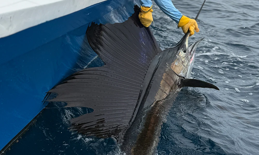 Los Suenos Fishing Package Los Suenos Fishing Package