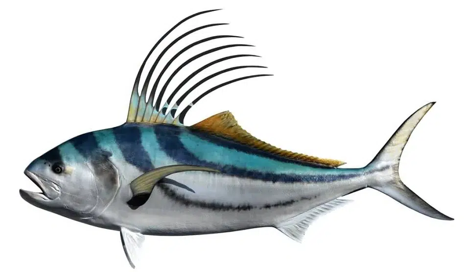 Roosterfish Roosterfish