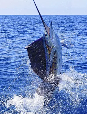 Sailfish Fishing Jaco