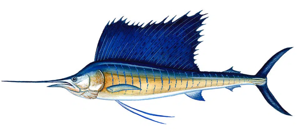 Sailfish Sailfish
