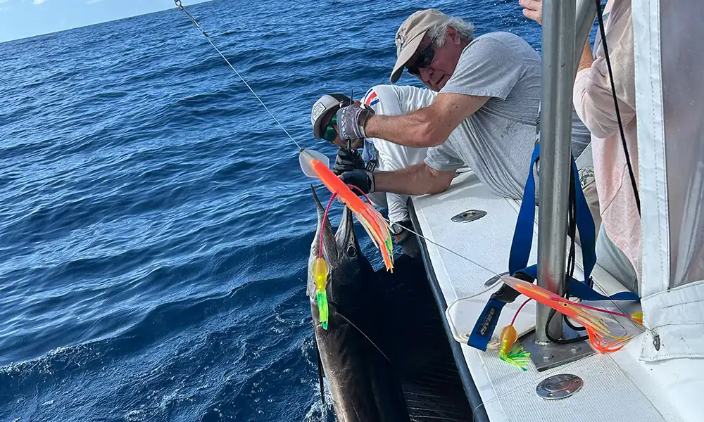 Sailfish Fishing Jaco Sailfish Fishing Jaco