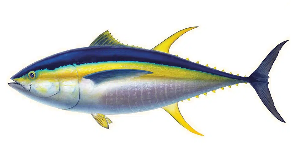 Tuna Tuna