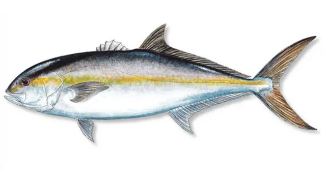 Amberjack - Inshore Fishing Jaco