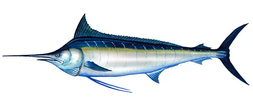 Blue Marlin - Offshore Fishing Jaco