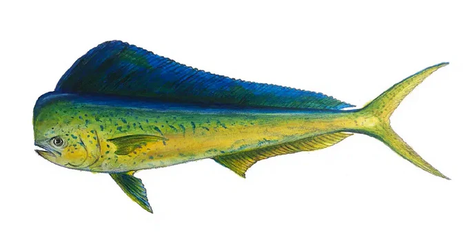 Dorado - Offshore Fishing Jaco