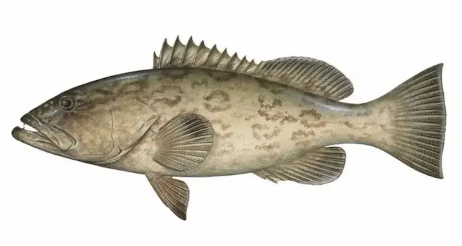 Grouper - Bottom Fishing Jaco
