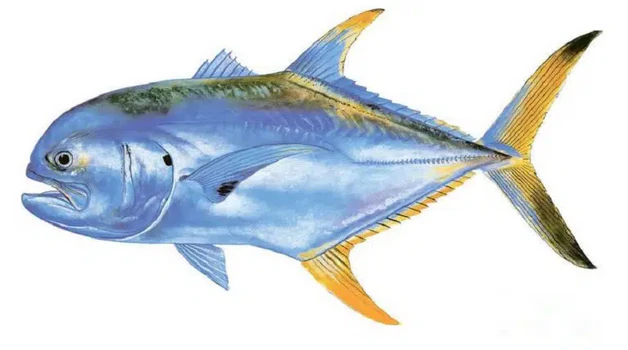 Jack Crevalle - Inshore Fishing Jaco