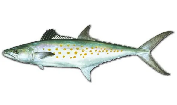 Spanish Mackerel - Inshore Fishing Jaco