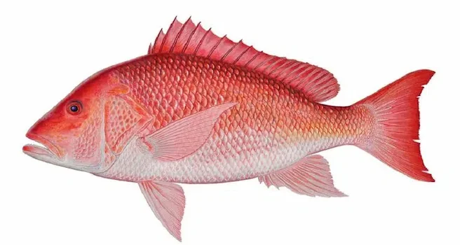 Red Snapper - Bottom Fishing Jaco