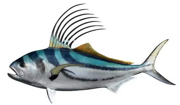 Roosterfish - Inshore Fishing Jaco