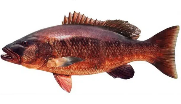 Cubera Snapper - Inshore Fishing Jaco