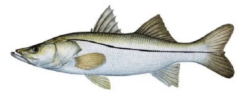 Snook - Inshore Fishing Jaco