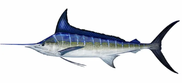 Striped Marlin - Offshore Fishing Jaco