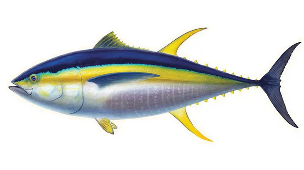 Tuna - Offshore Fishing Jaco