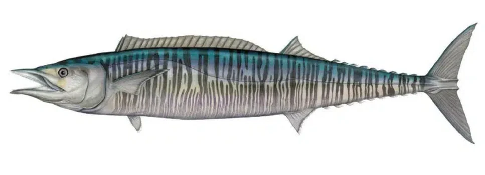 Wahoo - Offshore Fishing Jaco
