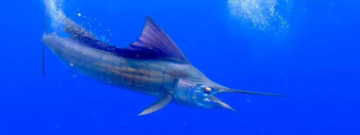 Marlin Fishing Jaco